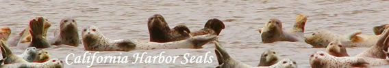 California-Harbor-Seals-photo-marin-mamals