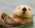 SEA-OTTERS-PHOTOS-loutres