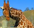 Safari-Picture-Giraffe