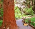 Muir Woods National Park Tours