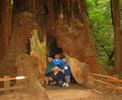 Muir Woods Trips