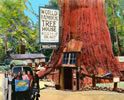 Private Tours to Muir Woods