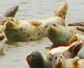 HARBOR-SEALS-PICTURE