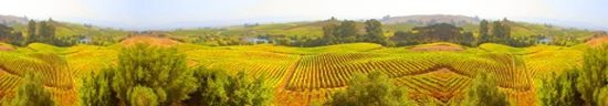 /Napa_Valley-wine_country