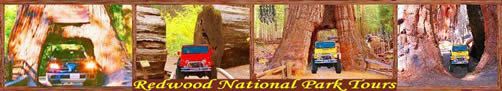 redwoods national park redwoods national park