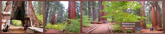 Redwoods-national-park