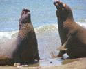 elephants-seals-piedras