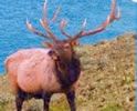 elk-photos-point-reyes