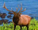 elk