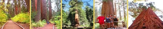 muir-woods-photos-redwoods