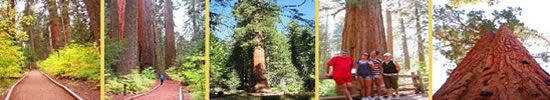 muir-woods-photos-redwoods