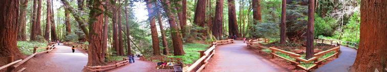 muir-woods-photos-redwoods-park