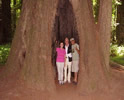 redwoods-photos-avenue-geants