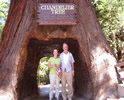 redwoods-photos-sequoias-geants