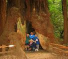 sequoias-photos-redwoods