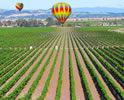 sonoma-valley-wineries-photos-vineyard