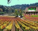vineyard-photos-vignoble