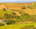 winery-photo-vineyard