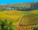 winery-picture-vineyards-Napa-Valley