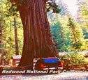 Redwoods National Park