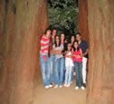 Muir Woods & Sausalito  AM Tours