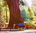 Redwoods National Park