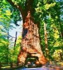 Redwoods National Park