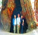 Redwoods National Park