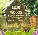 Muir Woods & Sausalito AM Tours