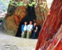 Muir Woods Tours