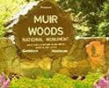 Muir Woods Tour