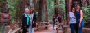 visitmuirwoods