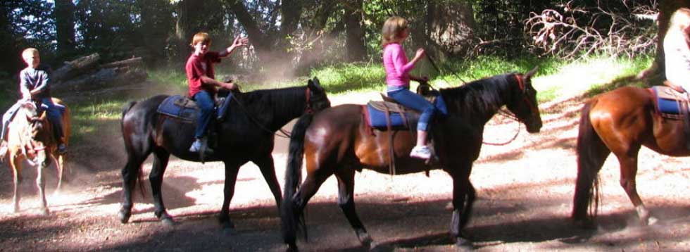 horseridingredwoodsforest