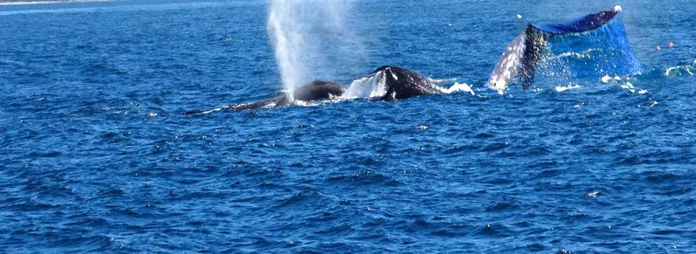 whaleswatchingpointreyes