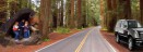 Avenue of the GiantsRedwoods Highway