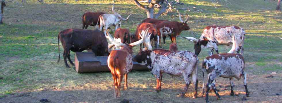 safari-animal-park