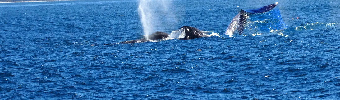 whaleswatchingpointreyes