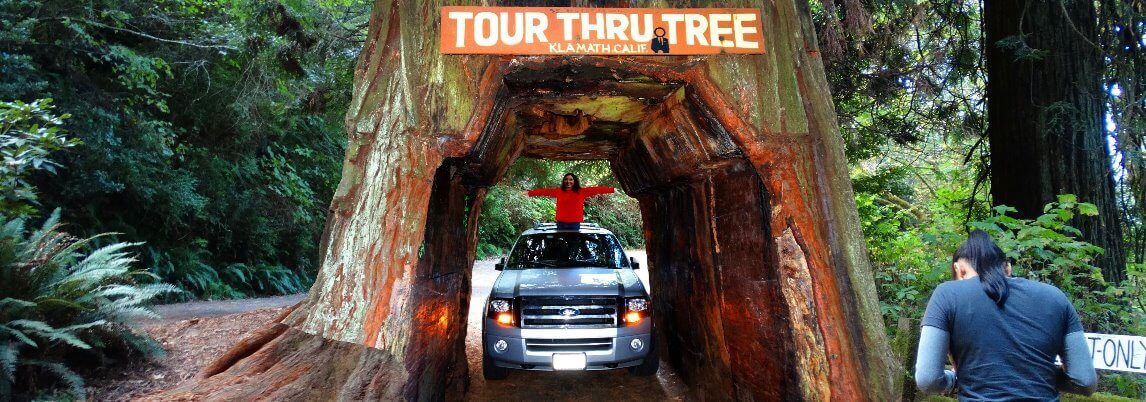 Drive-through Giant Redwood Trees