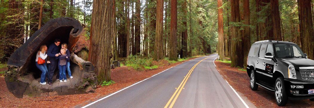 Avenue of the GiantsRedwoods Highway