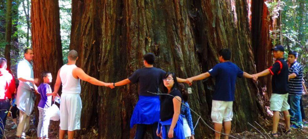 Grove of Old Redwoods