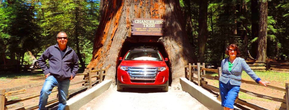 Drive-through Giant Sequoias