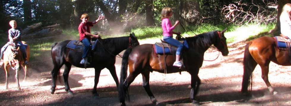 horseridingredwoodsforest