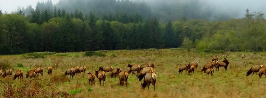Roosevelt elks-Redwood National Park